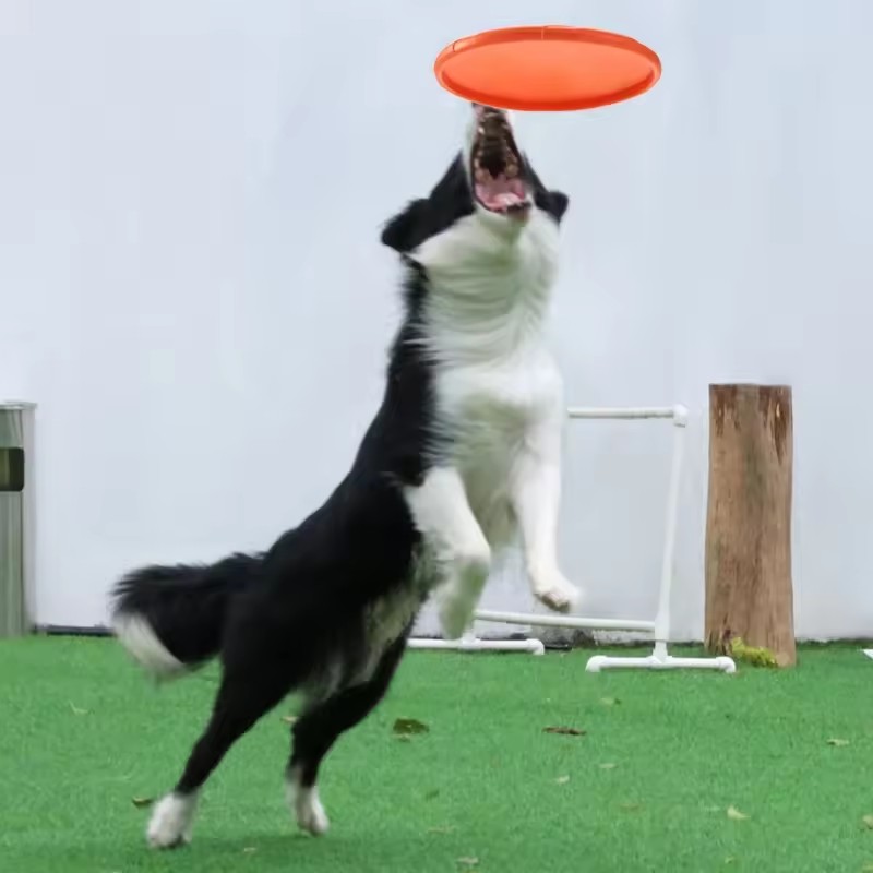 Interactive Silicone Flying Sa - Flying Disc Dog Training Toy ulasan dan harga