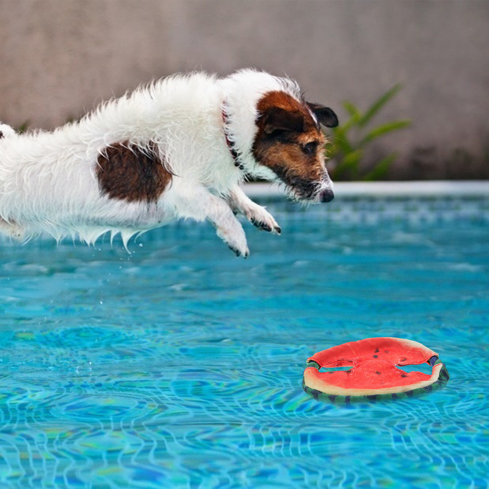 Dog Flying Disc Floating Water - Flying Disc Dog Training Toy ulasan dan harga